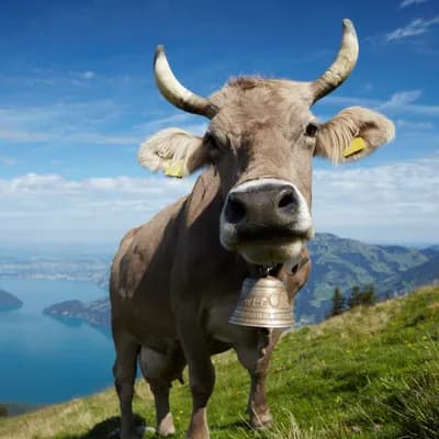 istock ideeon