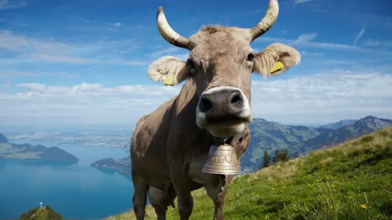Serina rejette une plainte concernant les cloches de vaches