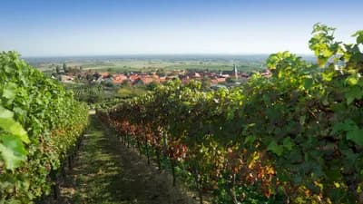Die schönsten Weinregionen Deutschlands