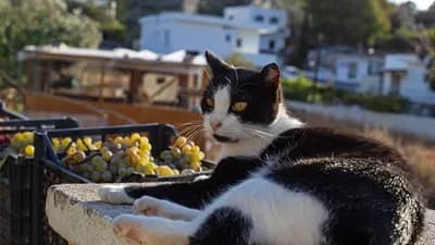 Syros Cats ofrece vivienda sin alquiler para la ayuda a gatos