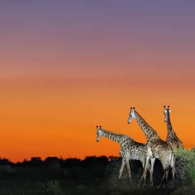 Madikwe-Safari: Nachhaltiger Naturgenuss für LGBTIQ+-Reisende