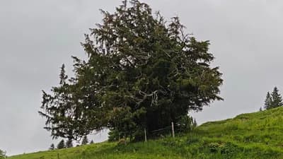 Der älteste Baum Deutschlands ist bis zu 1100 Jahre alt