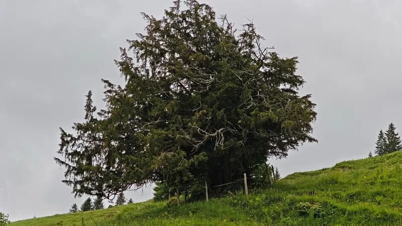Allgäu Pine is Protected as a National Heritage Tree