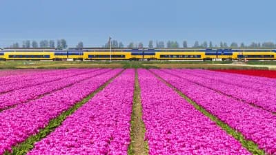 Netherlands launch 49-euro summer train ticket