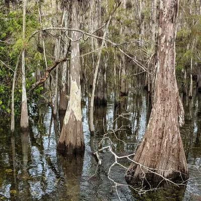 Réserve nationale de Big Cypress
