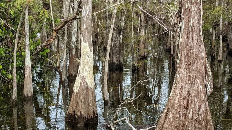 Réserve nationale de Big Cypress