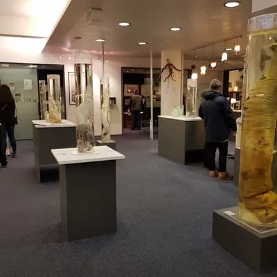 Musée phallologique islandais