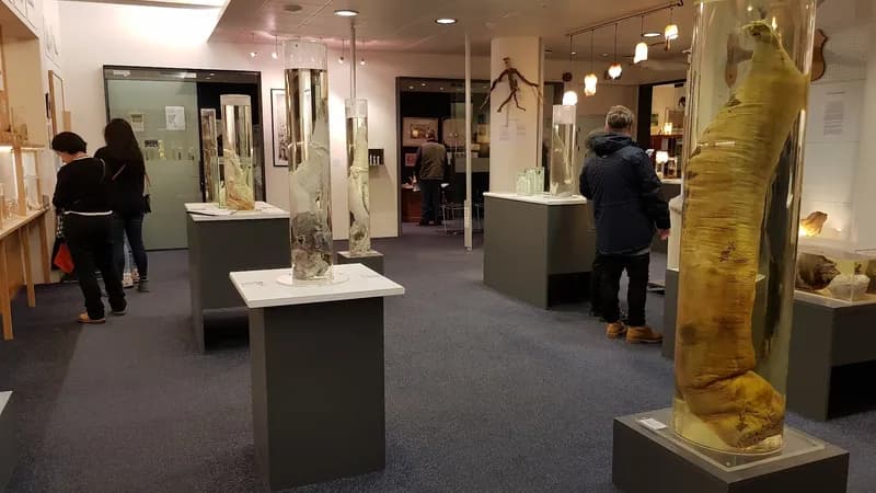 Musée phallologique islandais