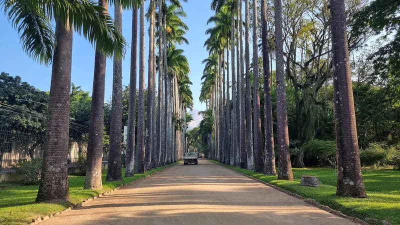 Jardin botanique de Rio de Janeiro