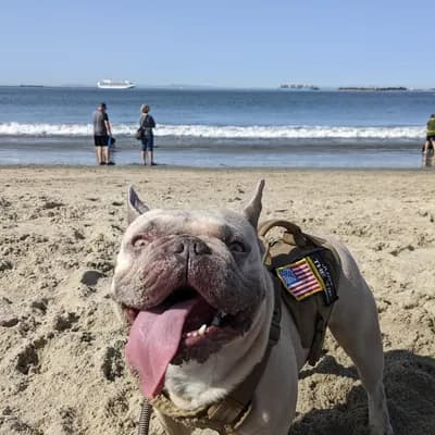 Rosie's Dog Beach