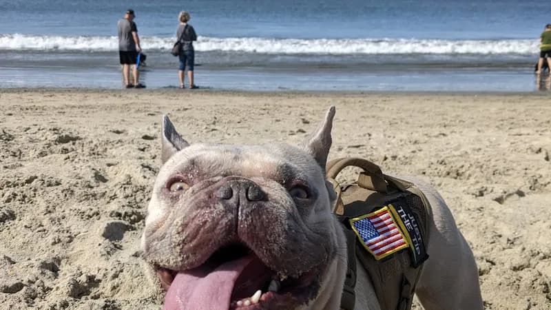 Rosie's Dog Beach