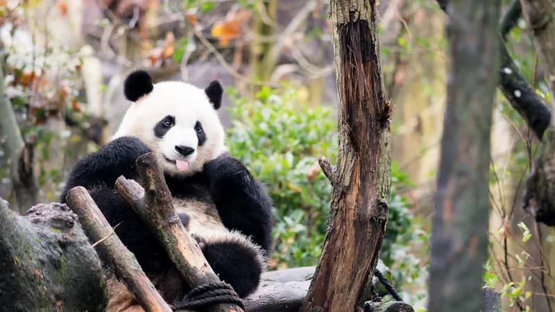 Chengdu Research Base of Giant Panda Breeding