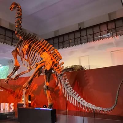 Australian Museum