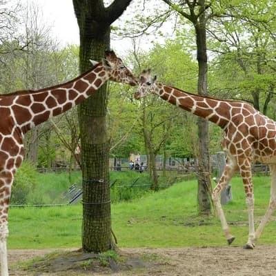 Brookfield Zoo