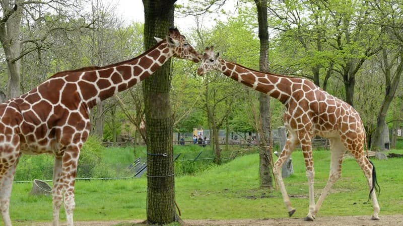Brookfield Zoo