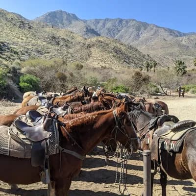 Smoke Tree Stables