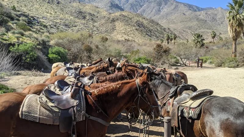 Smoke Tree Stables