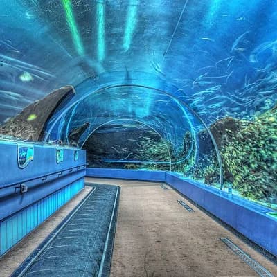 Aquarium de Géorgie