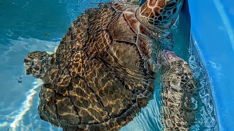 Turtle Hospital