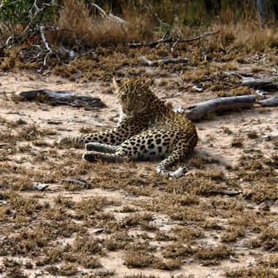Sabi Sabi