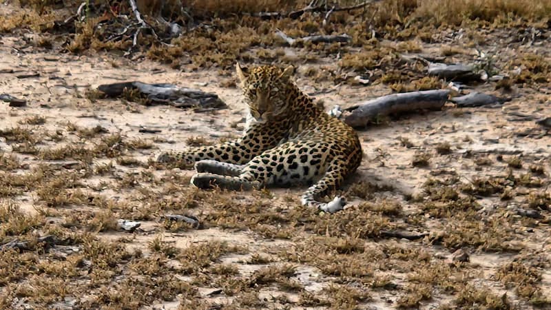Sabi Sabi