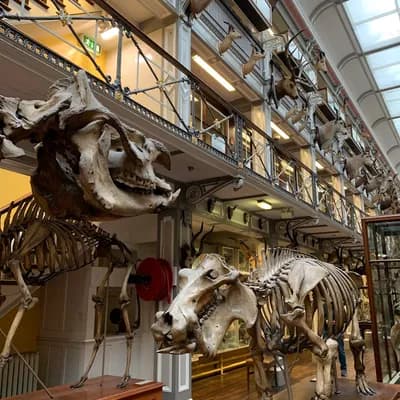 National Museum of Ireland - Natural History
