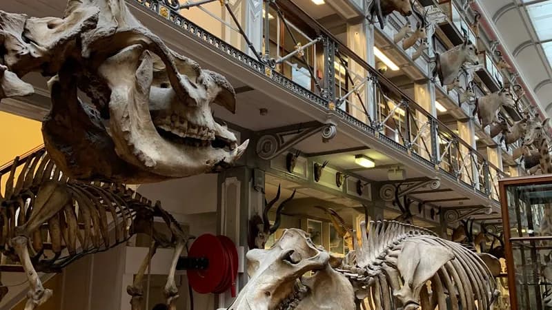 National Museum of Ireland - Natural History