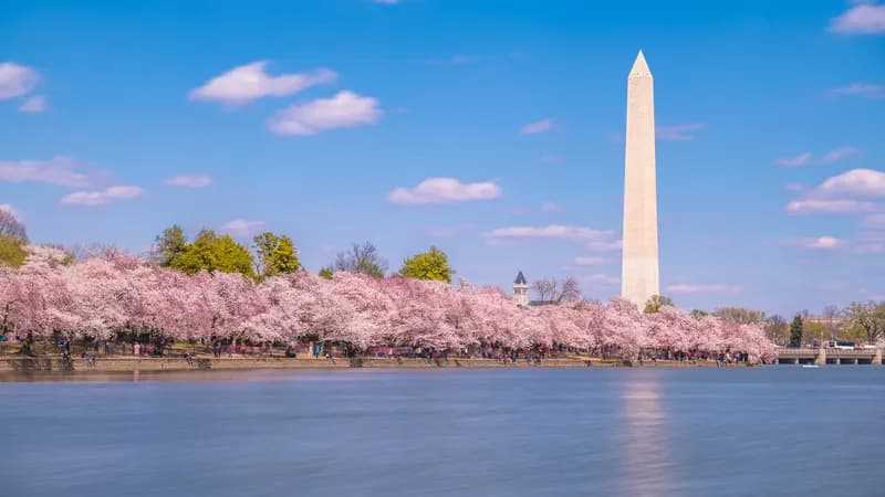 The National Cherry Blossom Festival Admin Offices