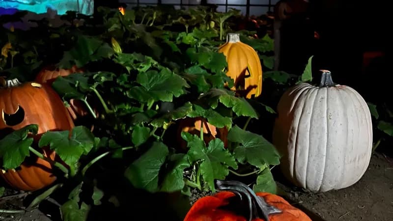 Spooky Hollows