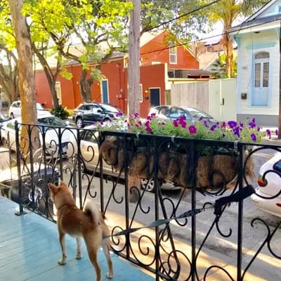 La Dauphine B&B