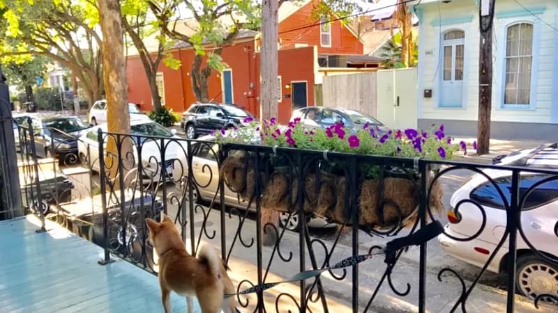 La Dauphine B&B