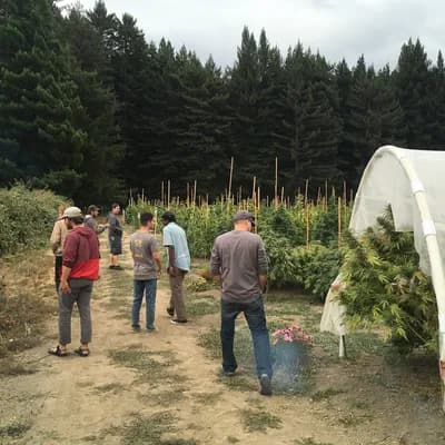 Humboldt Cannabis Tours