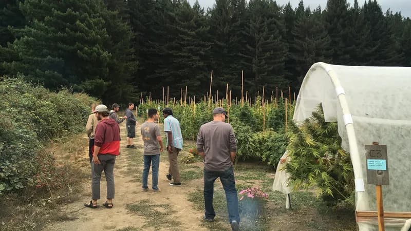 Humboldt Cannabis Tours