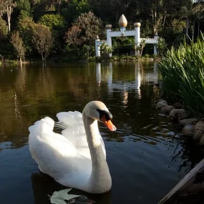 SRF Lake Shrine (Reservation required)