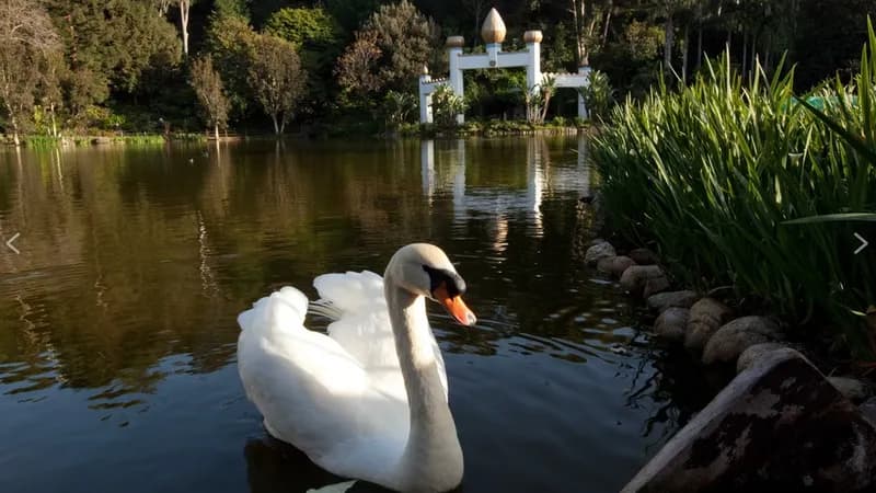SRF Lake Shrine (Reservation required)
