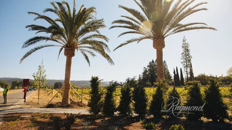 Raymond Vineyards