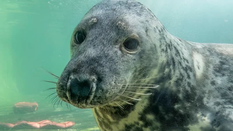 Cornish Seal Sanctuary