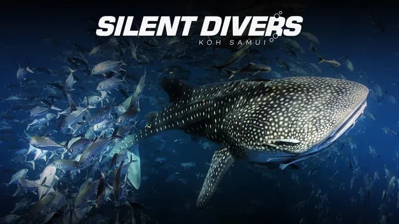 Silent Divers | Diving Koh Samui | PADI 5-Star Dive Center | PADI Courses & Diving Tours Koh Samui