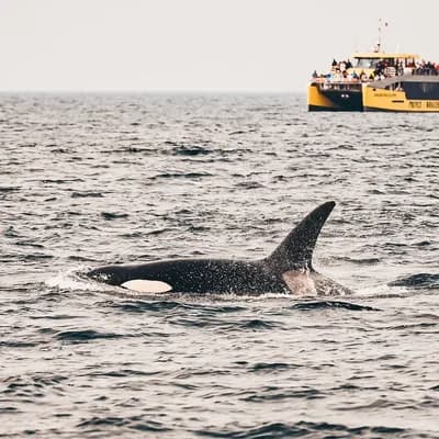 Prince of Whales Whale & Marine Wildlife Adventures