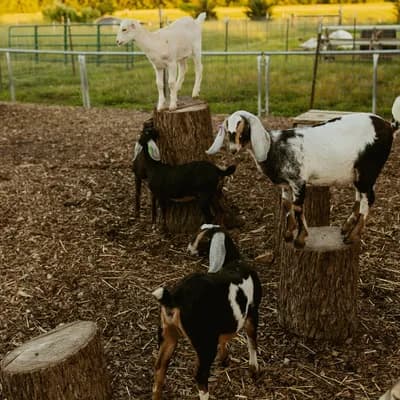 Prairie Fruits Farm and Creamery