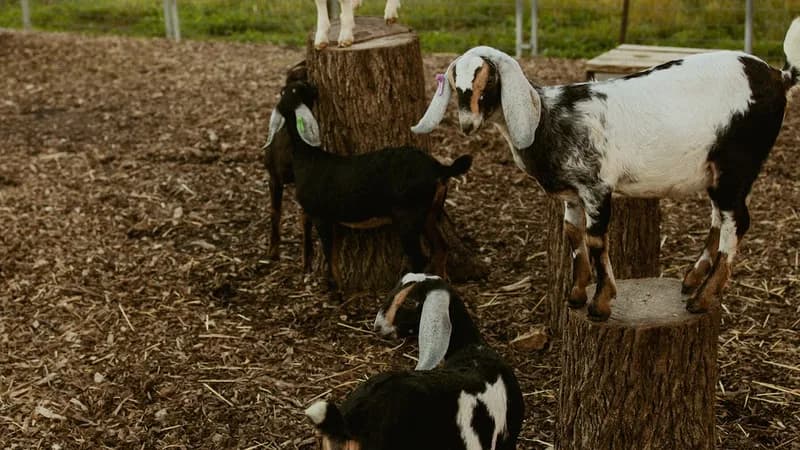 Prairie Fruits Farm and Creamery