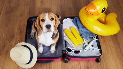 Les vacances modifient considérablement le comportement des chiens