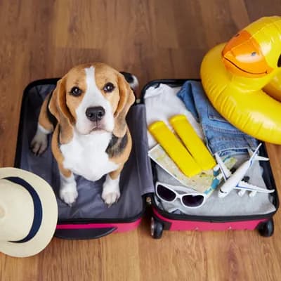 hund urlaub jpg