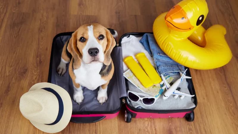 Urlaub verändert das Verhalten von Hunden deutlich