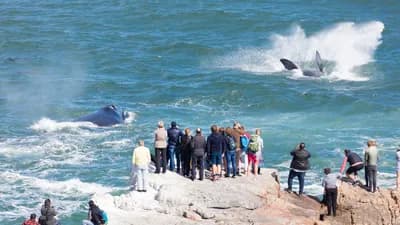 Trois destinations incontournables pour l'observation des baleines en Europe