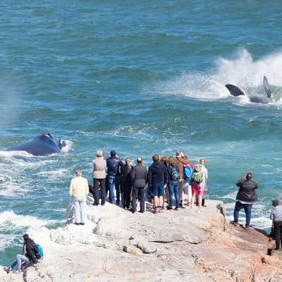 whale watching jpg