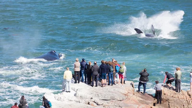Three Top Destinations for Whale Watching in Europe