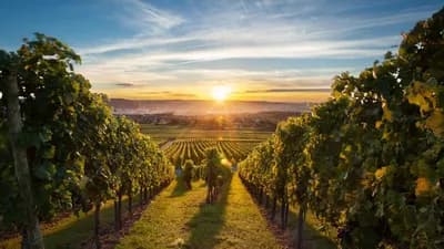 The best vineyard in the world