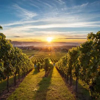 der beste weinberg der welt li