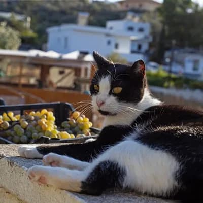 Gratis wohnen auf griechischer Insel